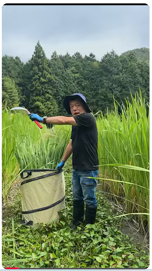 まこもパウダー≪きぼう≫の栄養価について